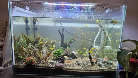 Al Rabie, Pet Supplies, SAR 800,  Planted Aquarium For Sale Including Fish