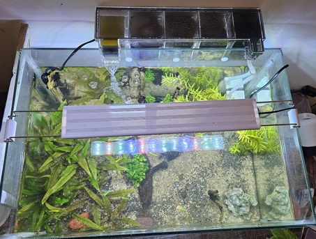 Al Rabie, Pet Supplies, SAR 800,  Planted Aquarium For Sale Including Fish