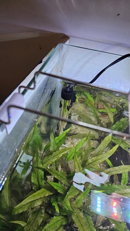 Al Rabie, Pet Supplies, SAR 800,  Planted Aquarium For Sale Including Fish