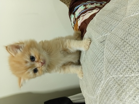 Isa Town, Pet Supplies, BHD 35,  2-Month-Old Cute Kittens For Sale &ndash; 35 BD Each