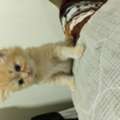 BHD 35,  2-Month-Old Cute Kittens For Sale &ndash; 35 BD Each