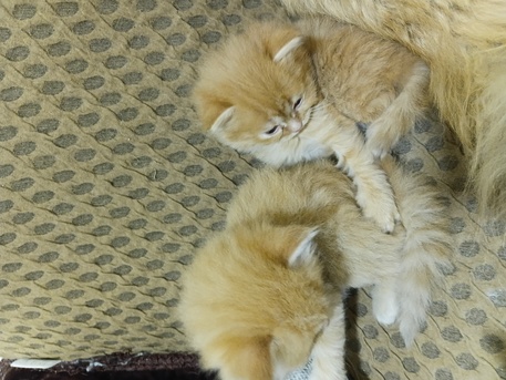 Isa Town, Pet Supplies, BHD 35,  2-Month-Old Cute Kittens For Sale &ndash; 35 BD Each