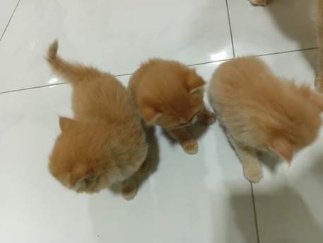 Isa Town, Pet Supplies, BHD 35,  2-Month-Old Cute Kittens For Sale &ndash; 35 BD Each