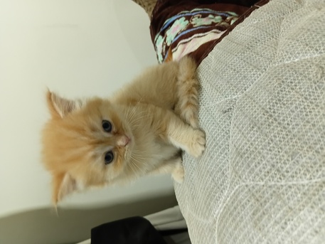 Isa Town, Pet Supplies, BHD 35,  2-Month-Old Cute Kittens For Sale &ndash; 35 BD Each