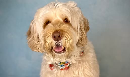 New York, Business, Trusted Australian Labradoodle Breeder - Sunrise Australian Labradoodles