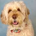 Trusted Australian Labradoodle Breeder - Sunrise Australian Labradoodles