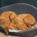 Dog Hostel In Nagpur