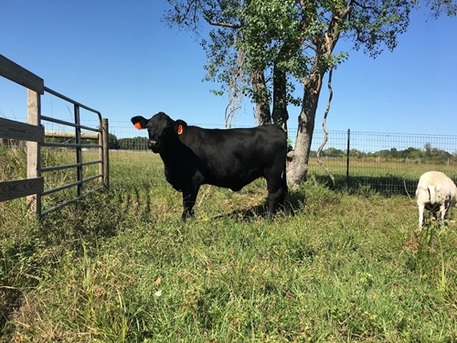 New York, Food, Visit A Top Choice For Cow Farms Near Me In Tomball