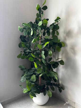 Dammam, Household Items, SAR 250,  Indoor Home Decor Plant