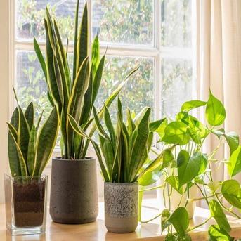 Ras Al Khaimah, Household Items, AED 500,  Best Snake Plant (Sansevieria) &ndash; Easy Care Indoor Air-Purifying Plant