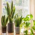 AED 500,  Best Snake Plant (Sansevieria) &ndash; Easy Care Indoor Air-Purifying Plant