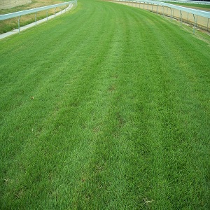 Sydney, Business, Choose Professional Turf Suppliers Adelaide For Quality Lawns