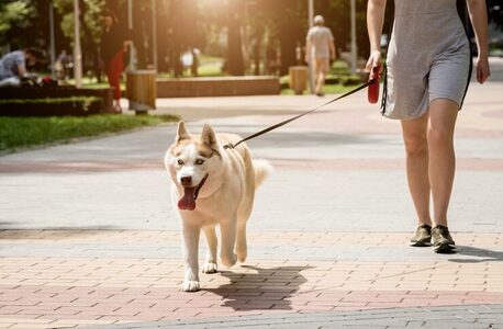 Mumbai, Pet Sitting, Dog Walkers In Bhubaneswar