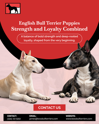 New York, Pet Sitting, Bull Terriers For Sale &ndash; Boss Bull Terriers