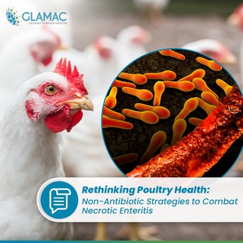 Mumbai, Business, Coccidiosis In Poultry: Non-Antibiotic Strategies To Combat Gut Disorders