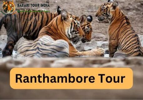 Jaipur, Travel, Rajasthan Wildlife Safari Tour Package | Rajasthan Safari Booking Online
