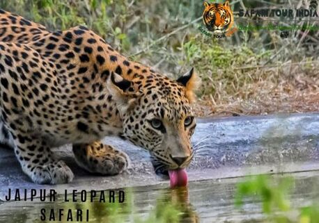 Jaipur, Travel, Rajasthan Wildlife Safari Tour Package | Rajasthan Safari Booking Online