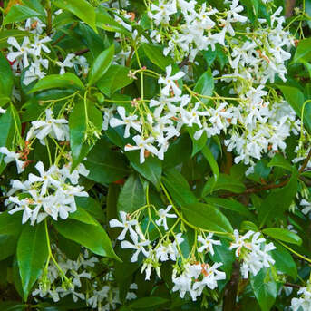 New York, Farm & Garden, USD 152,  Star Jasmine Plant Evergreen Shrub For Sale