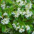USD 152,  Star Jasmine Plant Evergreen Shrub For Sale
