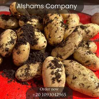 Tirana, Farm & Garden, EGYPTIAN POTATO