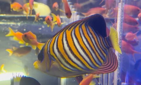 Los Angeles, Video Games, USD 299,  Regal Anglefish