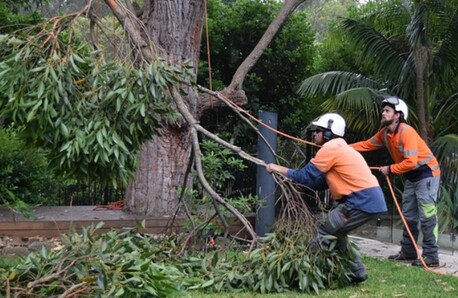 Sydney, Farm/Garden, The After-storm Clean-up Crew You Can Trust