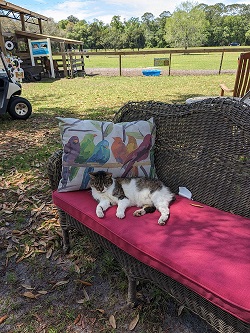 New York, Farm/Garden, Rooterville Animal Sanctuary Private Sanctuary Tours Unique Farm Animal Experience