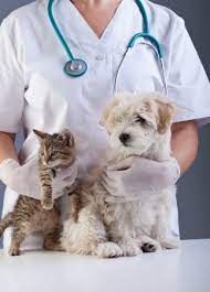 New York, Medical, Professional Ear Cropping Services At Powell Veterinary Service