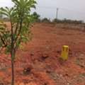 INR 9499,  380 Sq. Yard,  East-facing Plots For Sale In Future City Hyderabad Contact- 6305534817