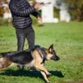 Dog Training In Bhubaneswar