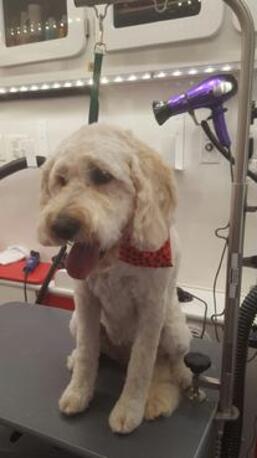 New York, Business, Travelling Dog Groomers Near Me