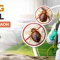 Expert Bed Bug Control Service In Gurgaon With Advanced Treatment | Service Mantra
