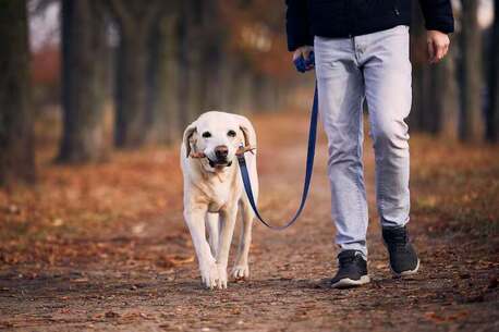 Nagpur, Pet Sitting, Dog Walkers In Nagpur