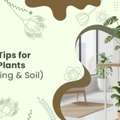 INR 01,  Best Indoor Plants For Living Room In Vadodara | Baugbagicha