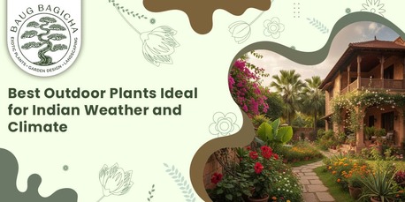Mumbai, Farm & Garden, INR 01,  Buy Plants Online In Vadodara | Baugbagicha