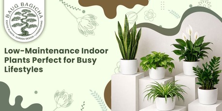 Mumbai, Farm & Garden, INR 01,  Buy Plants Online In Vadodara | Baugbagicha