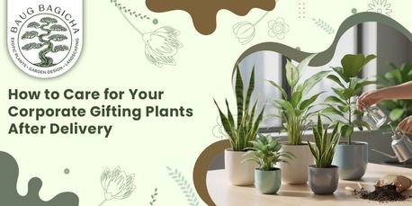 Mumbai, Farm & Garden, INR 01,  Buy Plants Online In Vadodara | Baugbagicha