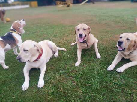 Gurgaon, Pet Sitting, Kennel Free Dog Boarding In Gurgaon | Group Play + Comfortable Rooms