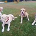Kennel Free Dog Boarding In Gurgaon | Group Play + Comfortable Rooms