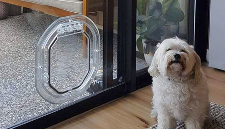 Perth, Business, Pet Door Glass Installation Service In Bennett Springs