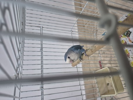 Khobar, Pet Supplies, SAR 150,  Rose Bird Male