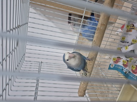 Khobar, Pet Supplies, SAR 150,  Rose Bird Male