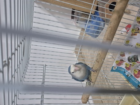 Khobar, Pet Supplies, SAR 150,  Rose Bird Male