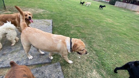 Gurgaon, Pet Sitting, Dog Play School Services | Outdoor Activities + Safe Space