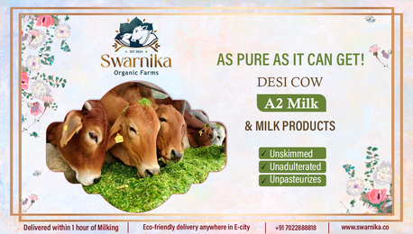 Bangalore, Food, INR 120,  Order Pure Cow Milk In Electronic City Bangalore
