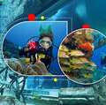 Experience Underwater Thrills In Dubai