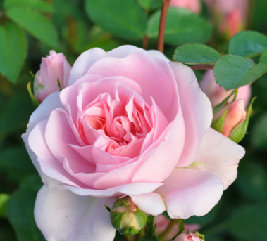 New York, Farm & Garden, USD 53,  Bonica Rose