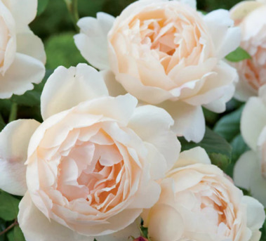 New York, Farm & Garden, USD 67,  Wollerton Old Hall Rose