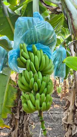 Dammam, Wholesale Products, Premium G9 Cavendish Bananas | Export Quality | Direct From Solapur, INDIA