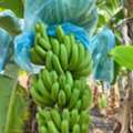 Premium G9 Cavendish Bananas | Export Quality | Direct From Solapur, INDIA